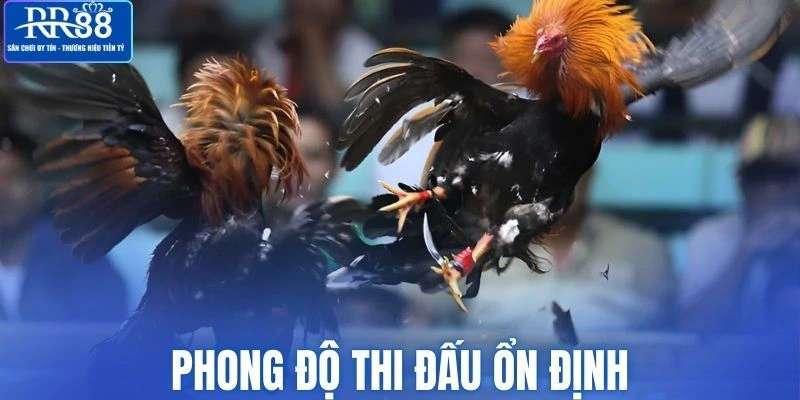Các chiến kê mạnh mẽ với phong độ thi đấu ổn định