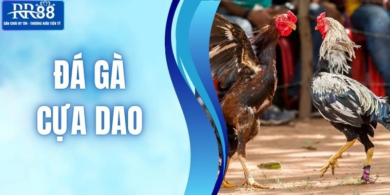 Đá Gà Cựa Dao - Loại Hình Giải Trí Đỉnh Cao Tại Nhà Cái RR88