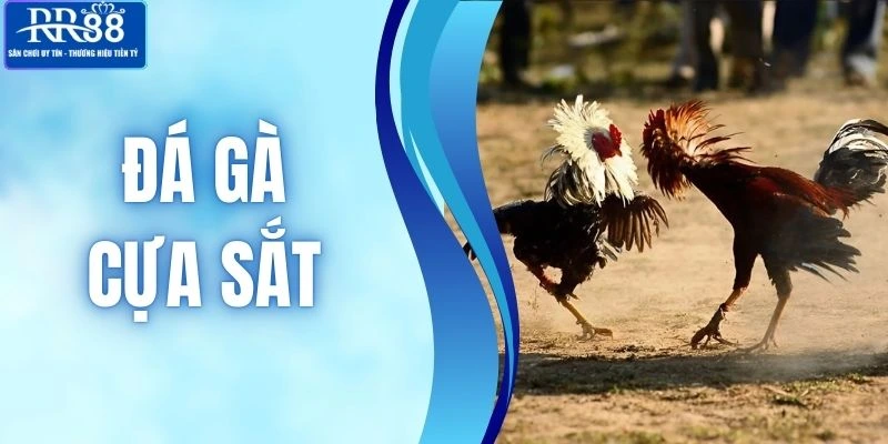 Đá Gà Cựa Sắt RR88 - Bùng Nổ Đỉnh Cao Kịch Tính Năm 2026