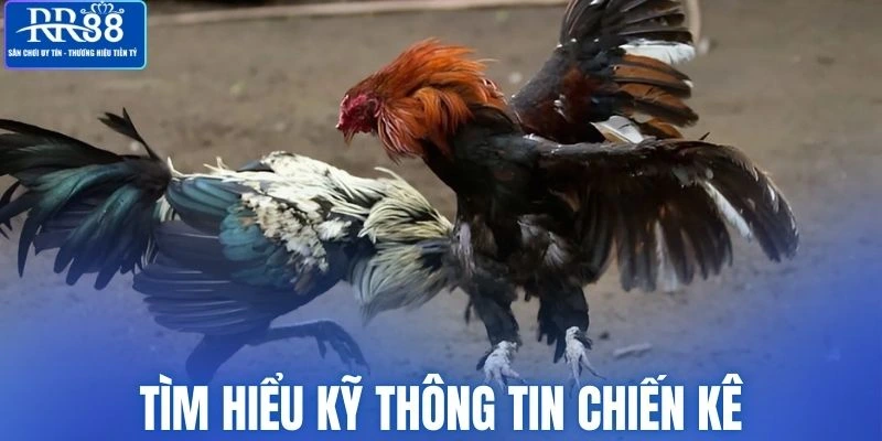 Tìm hiểu thông tin chiến kê kỹ lưỡng trước khi cược